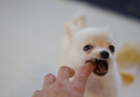 犬に噛まれた